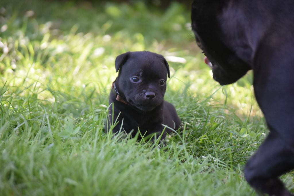 du clan ' Molotov - Chiots disponibles - Staffordshire Bull Terrier