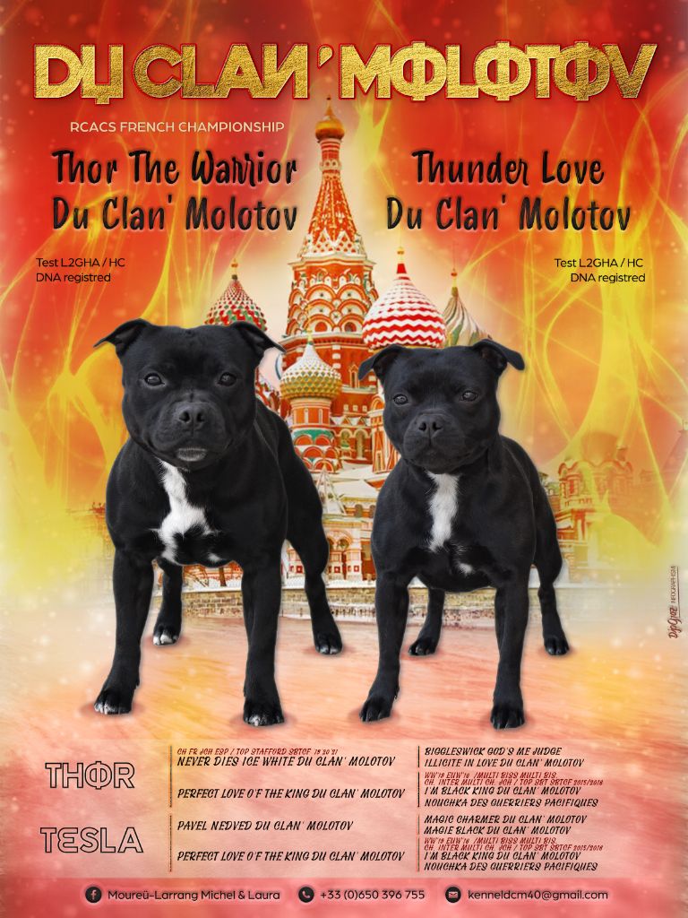 Chiot Staffordshire Bull Terrier du clan ' Molotov