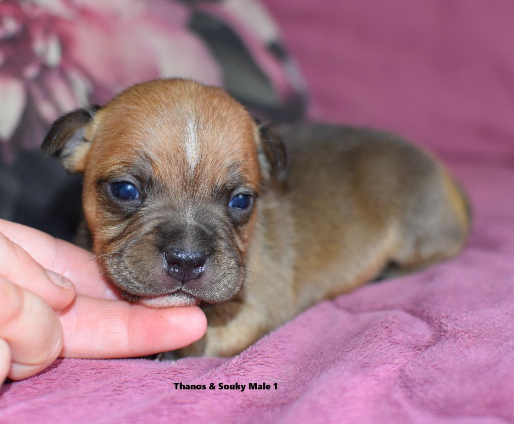 du clan ' Molotov - Chiots disponibles - Staffordshire Bull Terrier