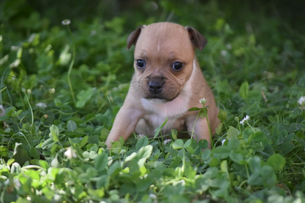 du clan ' Molotov - Chiots disponibles - Staffordshire Bull Terrier