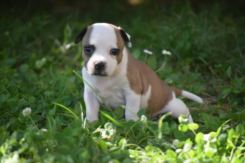 du clan ' Molotov - Chiots disponibles - Staffordshire Bull Terrier