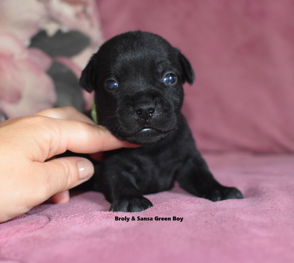du clan ' Molotov - Chiots disponibles - Staffordshire Bull Terrier
