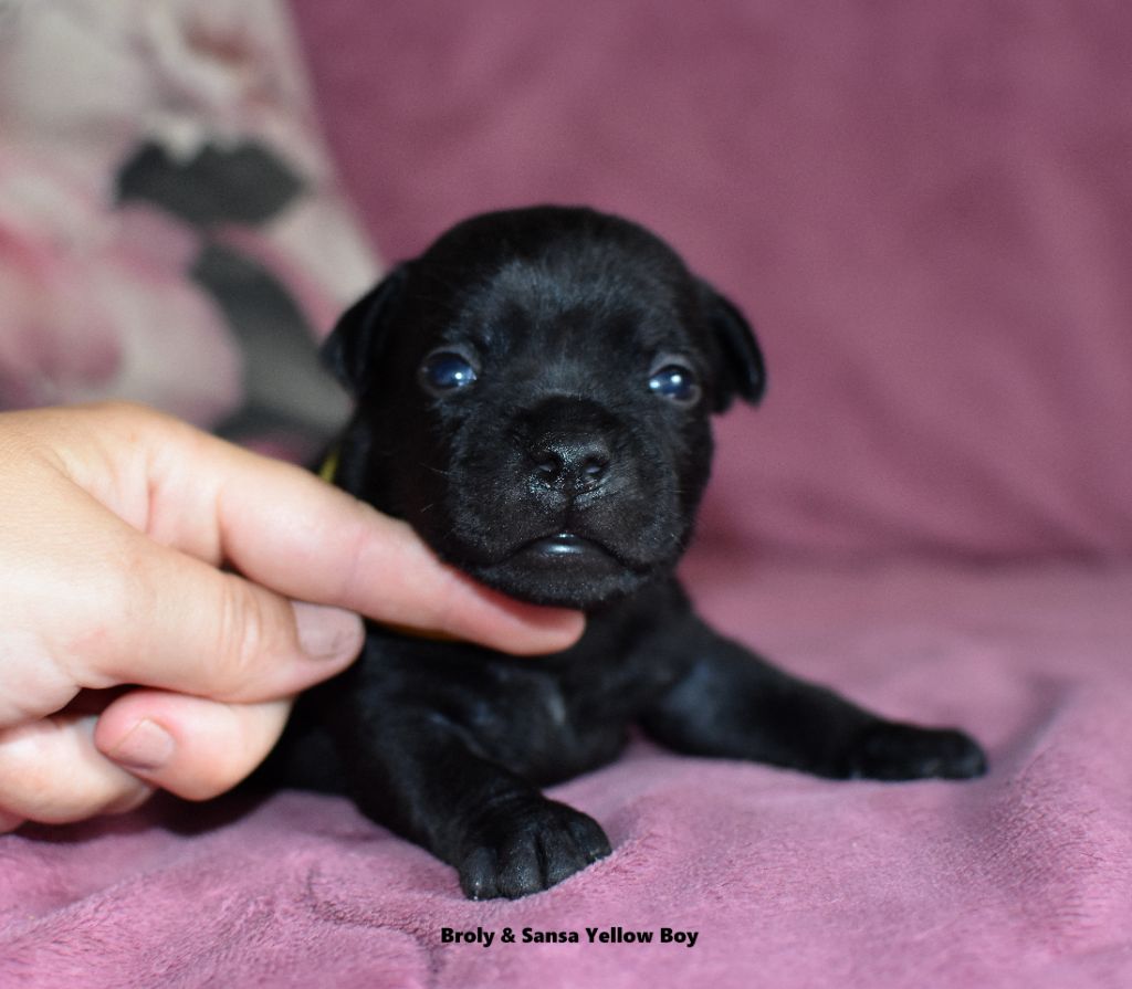 du clan ' Molotov - Chiots disponibles - Staffordshire Bull Terrier
