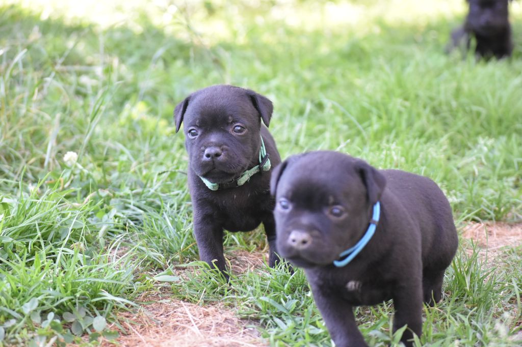 du clan ' Molotov - Chiots disponibles - Staffordshire Bull Terrier