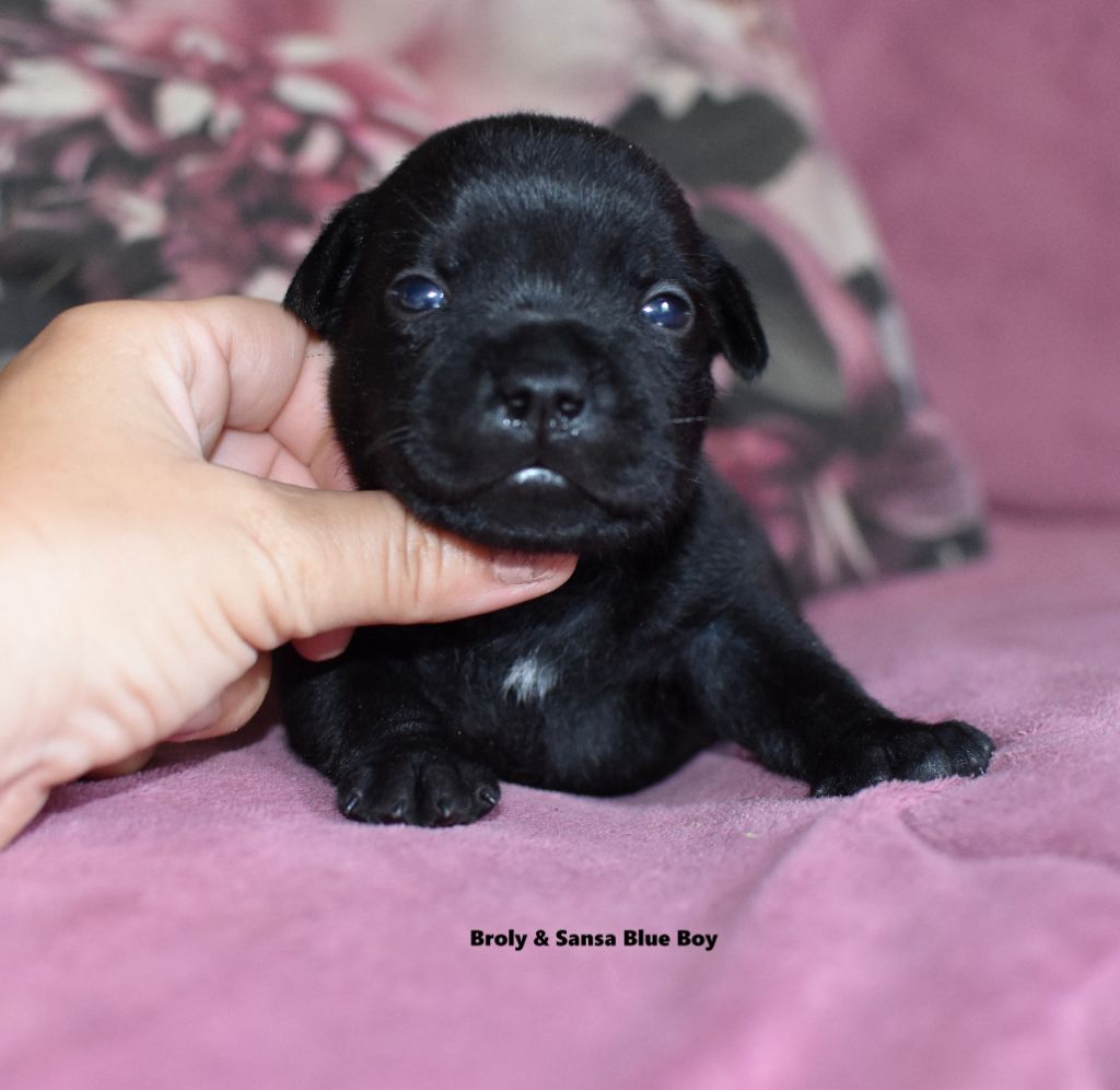 du clan ' Molotov - Chiots disponibles - Staffordshire Bull Terrier