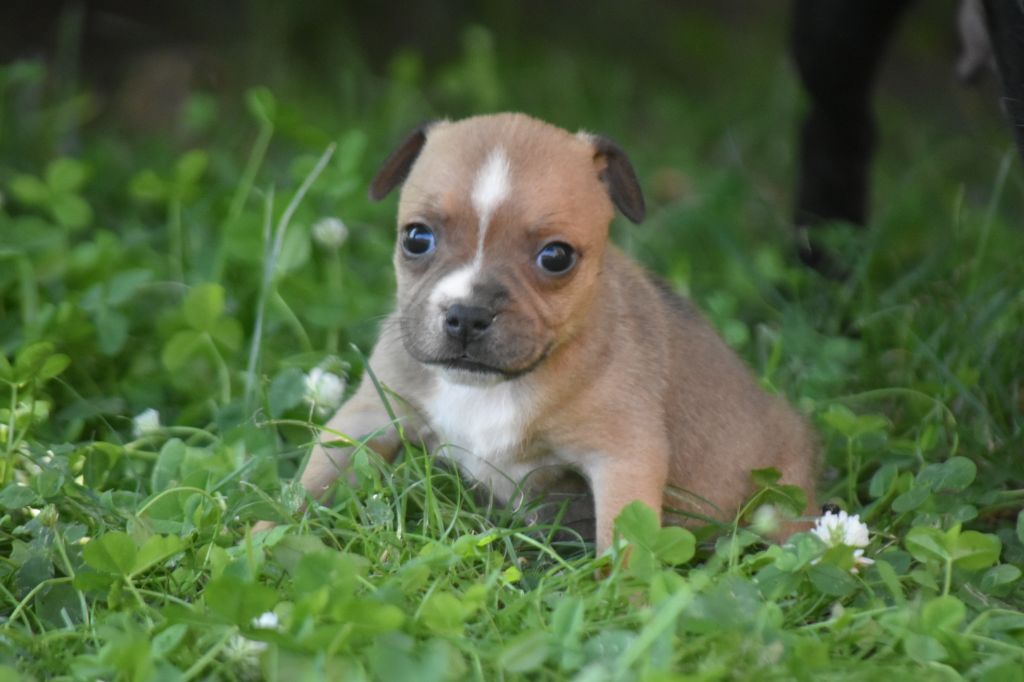 du clan ' Molotov - Chiots disponibles - Staffordshire Bull Terrier
