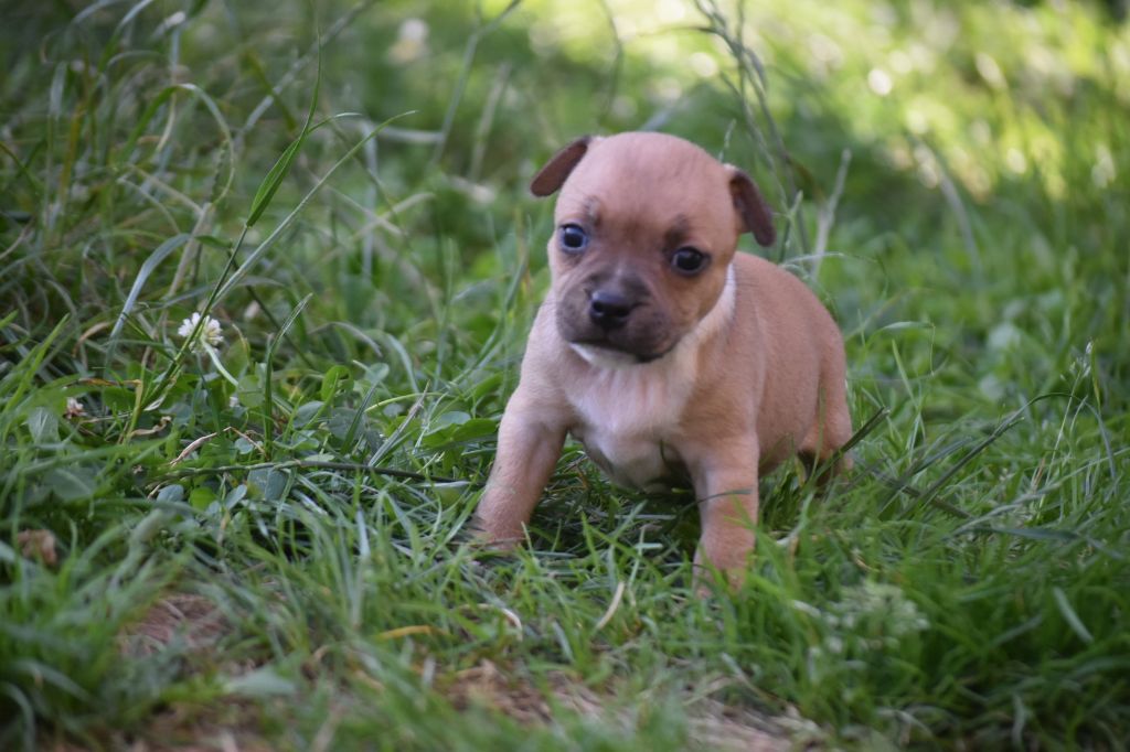 du clan ' Molotov - Chiots disponibles - Staffordshire Bull Terrier