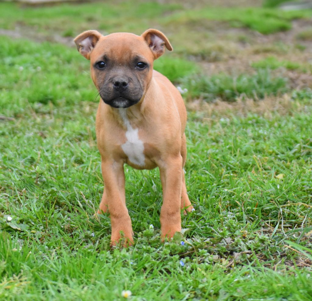 du clan ' Molotov - Chiots disponibles - Staffordshire Bull Terrier