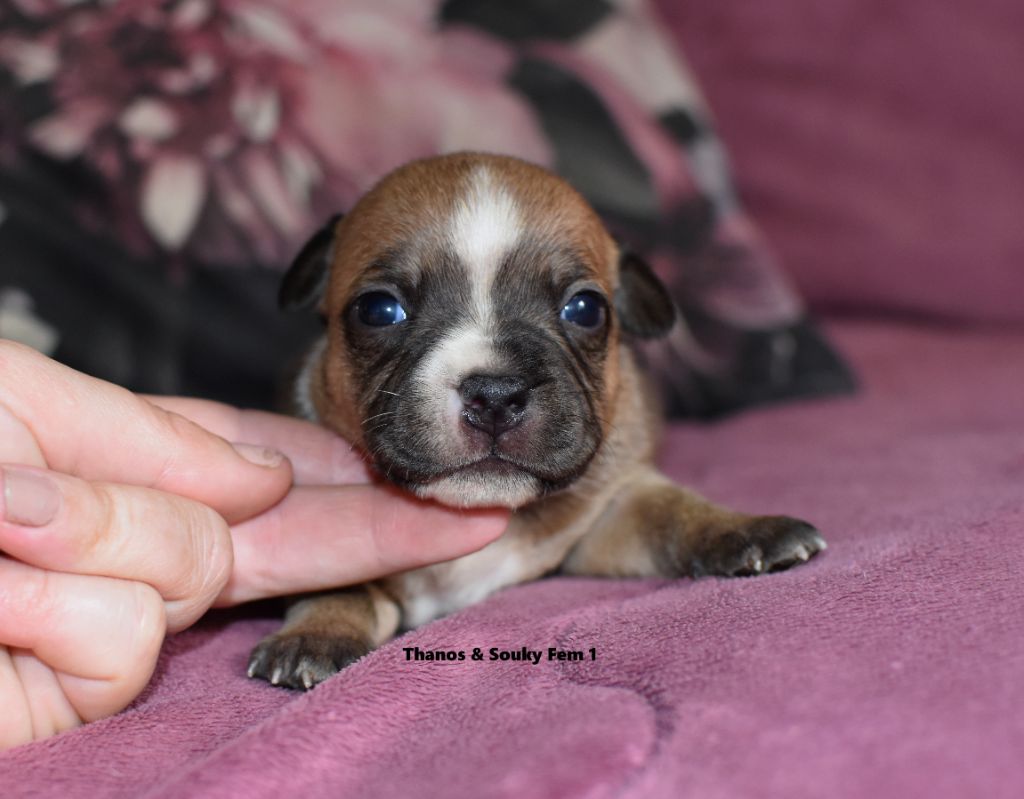 du clan ' Molotov - Chiots disponibles - Staffordshire Bull Terrier