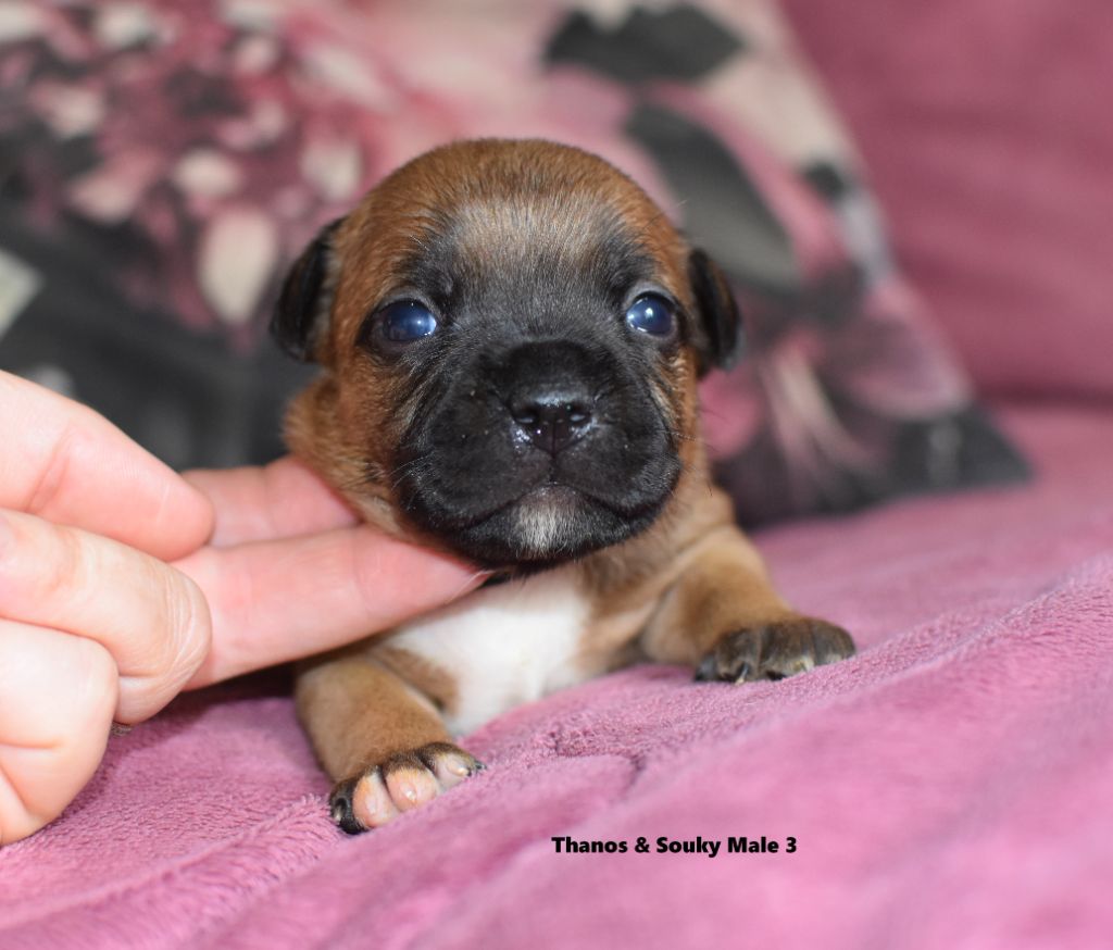 du clan ' Molotov - Chiots disponibles - Staffordshire Bull Terrier