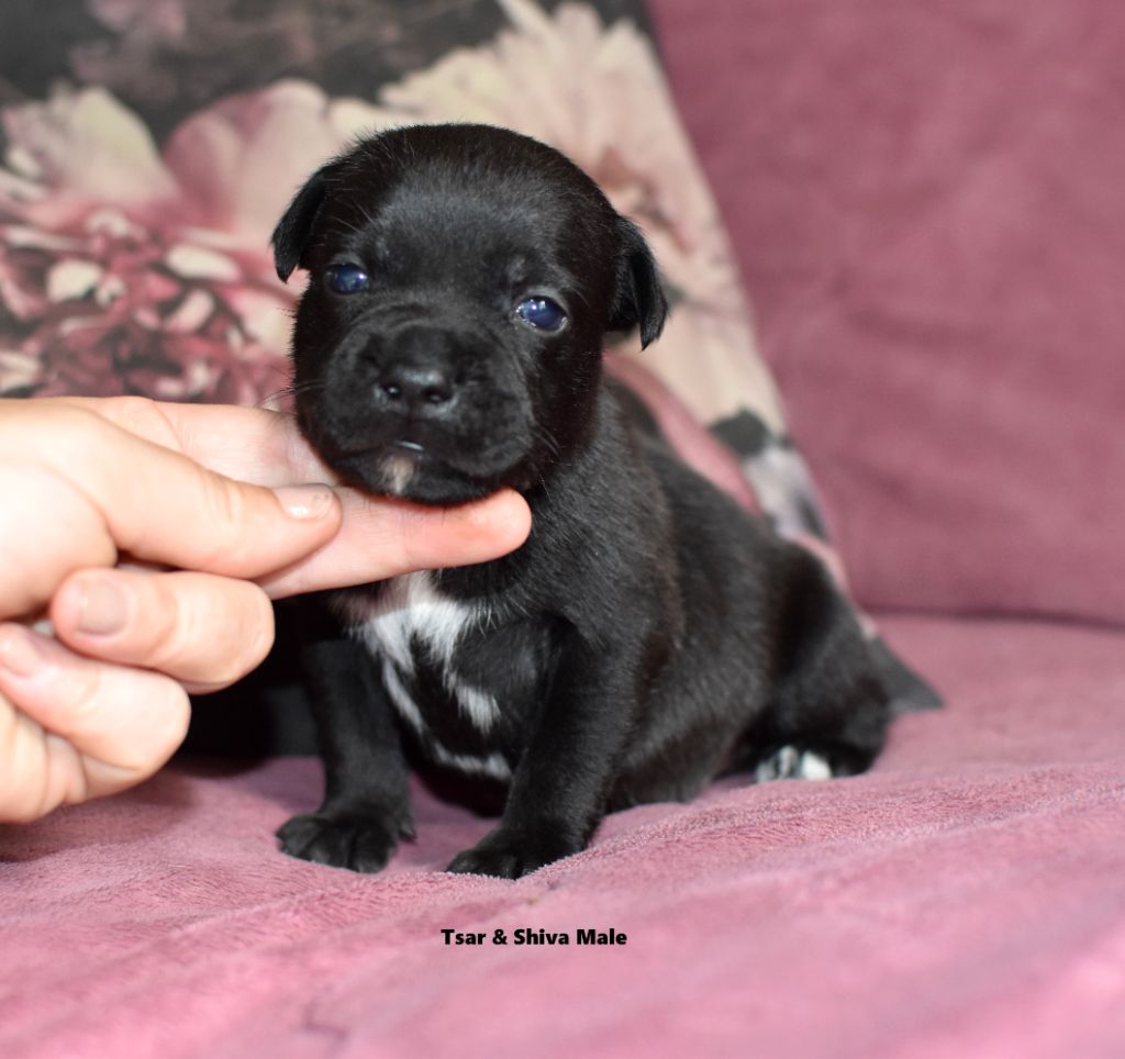 du clan ' Molotov - Chiots disponibles - Staffordshire Bull Terrier