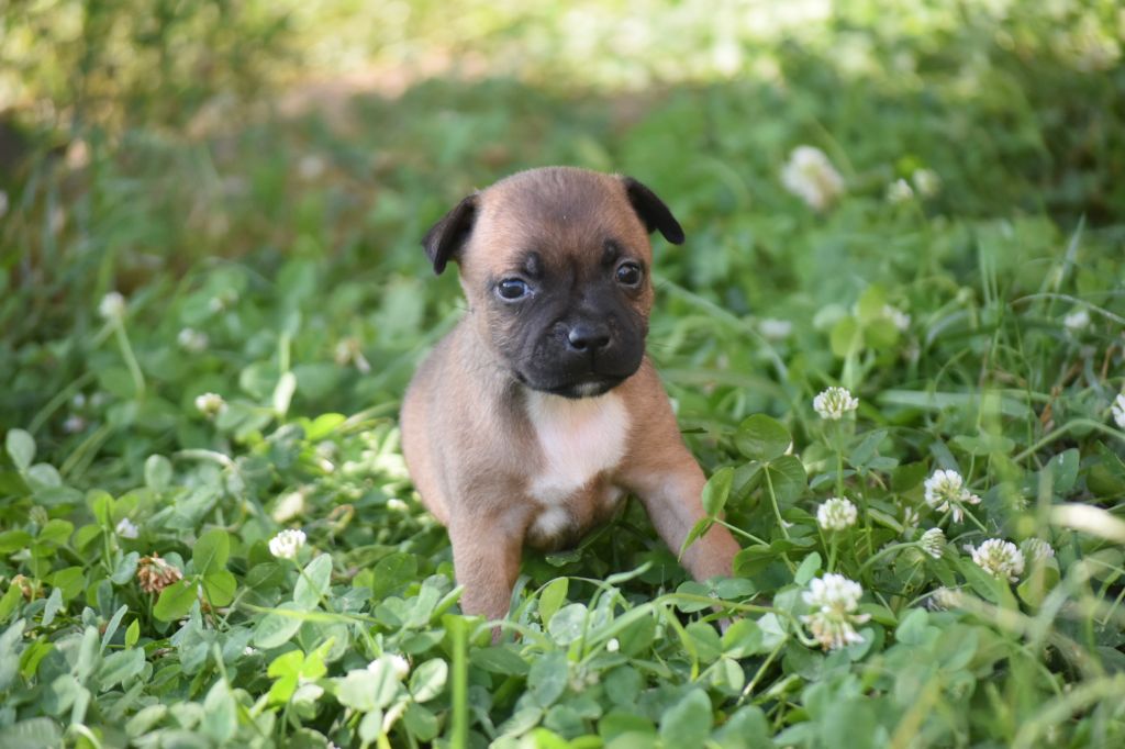 du clan ' Molotov - Chiots disponibles - Staffordshire Bull Terrier
