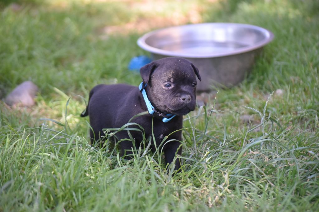 du clan ' Molotov - Chiots disponibles - Staffordshire Bull Terrier